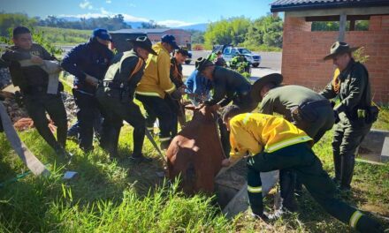 Policía Metropolitana de Popayán y Bomberos rescatan a bovino en situación vulnerable en la variante sur