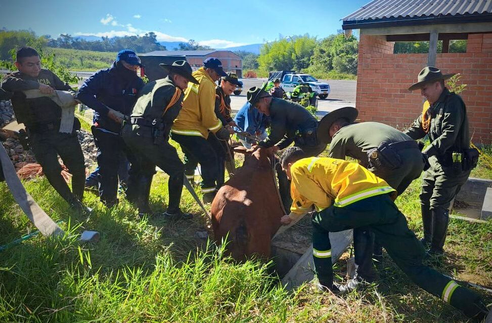 Policía Metropolitana de Popayán y Bomberos rescatan a bovino en situación vulnerable en la variante sur