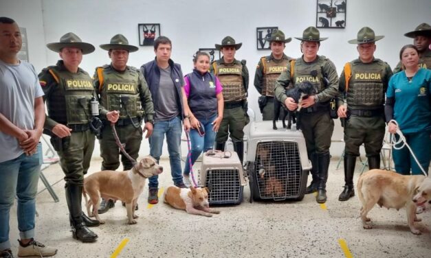 Atención inmediata ante caso de maltrato animal bajo el Puente Chune en Popayán