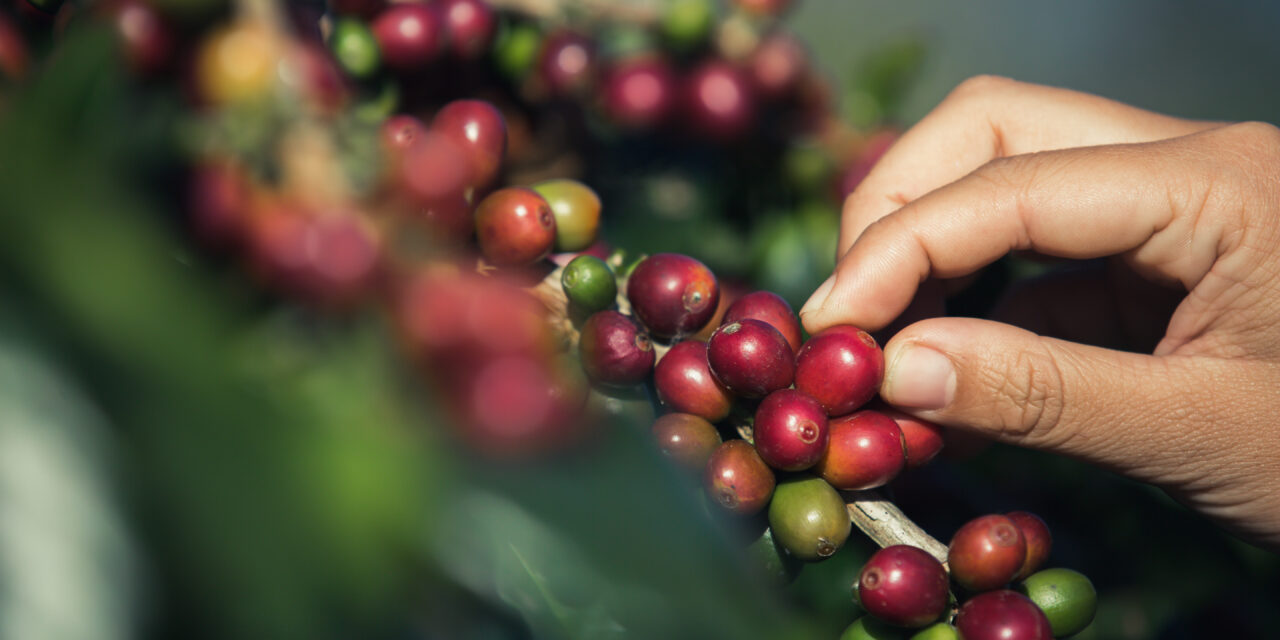 El café del Cauca, listo para brillar en subasta internacional frente a compradores de más de diez países