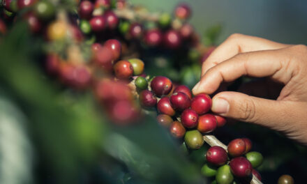 El café del Cauca, listo para brillar en subasta internacional frente a compradores de más de diez países