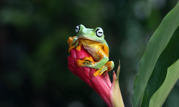 A pocos días de la COP16, el balance es negativo: no se está cumpliendo con la financiación para la Biodiversidad