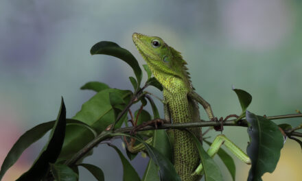 Lo que tiene que saber sobre la Cop16 que se realizará en Colombia por primera vez
