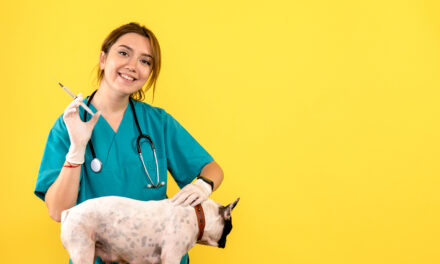 Alcaldía de Popayán rechaza actos violentos contra animales