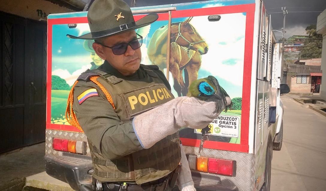 Protegiendo la fauna silvestre en Popayán: Policía Nacional rescata a más de 30 animales