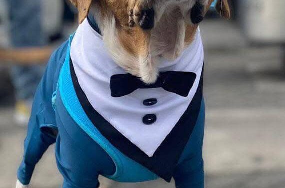 Aprueban la Ley Ángel: ¿cómo cambian las penas por maltrato animal en Colombia?