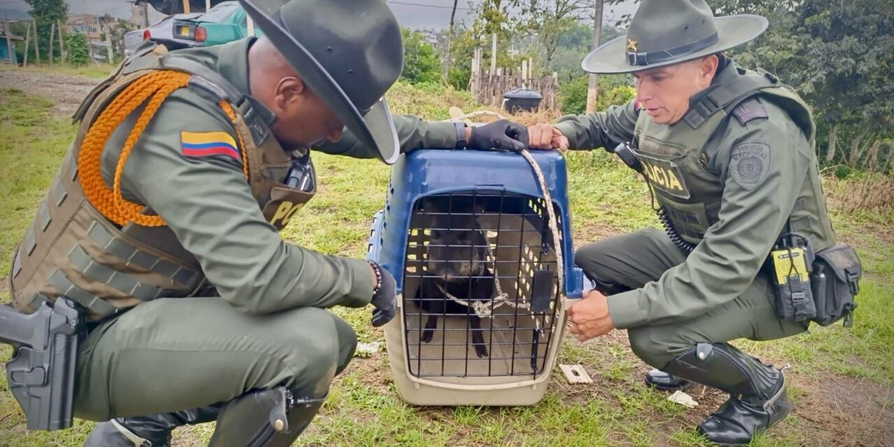 Policía Ambiental rescata espécimen de fauna silvestre en Popayán