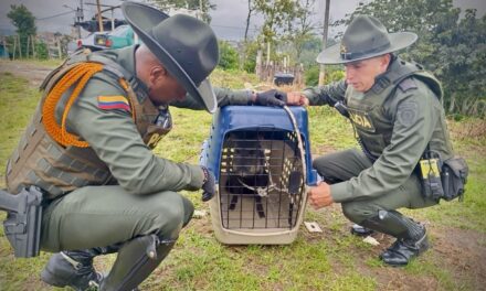 Policía Ambiental rescata espécimen de fauna silvestre en Popayán