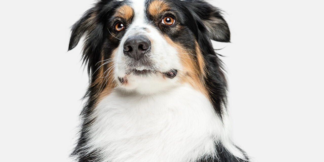 Imputaron a la dueña de un spa en Medellín que habría quemado a un perro hasta causarle la muerte