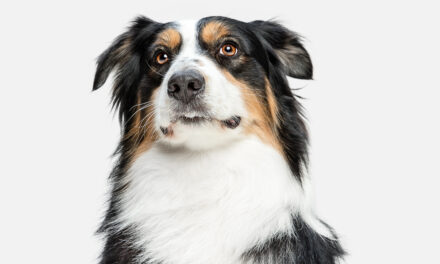 Imputaron a la dueña de un spa en Medellín que habría quemado a un perro hasta causarle la muerte