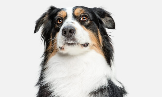 Imputaron a la dueña de un spa en Medellín que habría quemado a un perro hasta causarle la muerte