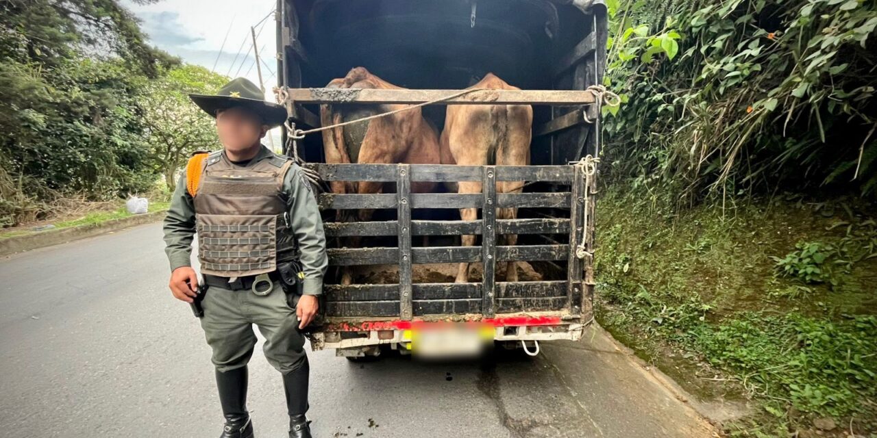 Ganado transportado con documentos irregulares en vía Popayán–Huila fue verificado por la Policía Nacional
