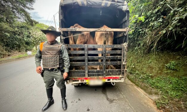 Ganado transportado con documentos irregulares en vía Popayán–Huila fue verificado por la Policía Nacional