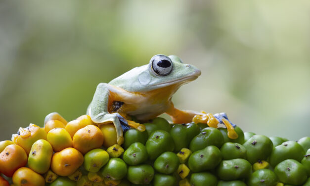 Descubren una nueva especie de rana que tiene una nariz como la de un cerdo