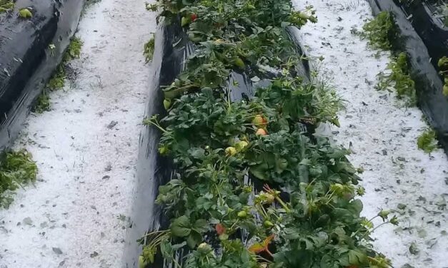 Granizada en Silvia y Totoró deja graves daños en cultivos y familias afectadas