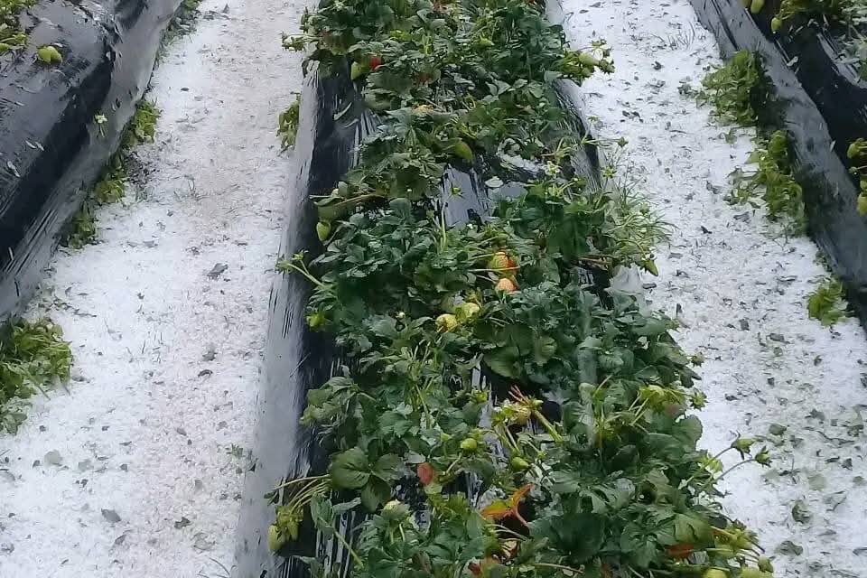 Granizada en Silvia y Totoró deja graves daños en cultivos y familias afectadas