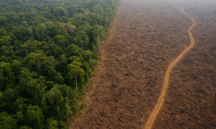 Colombia podría perder el Amazonas: causas y consecuencias de la deforestación