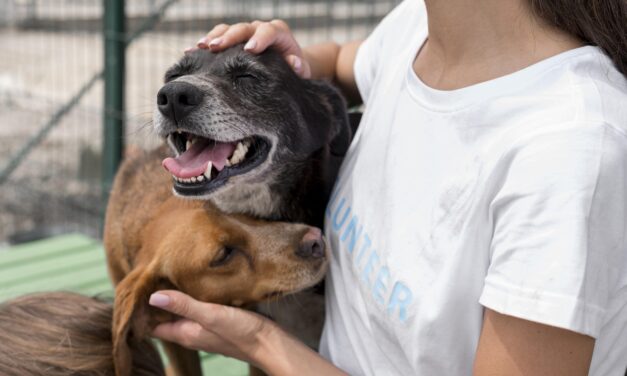 Jornada de adopción en Popayán