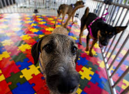 Ley Empatía: avance hacia una educación con respeto por los animales