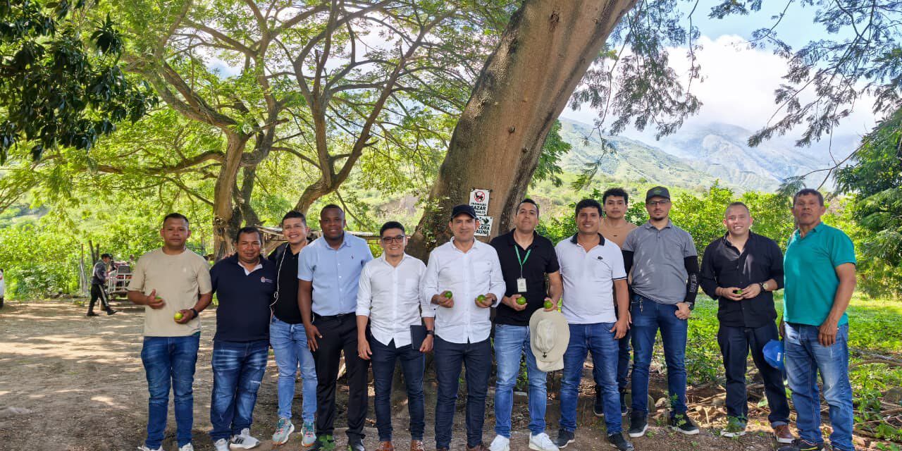 Sur del Cauca impulsa exportación de limón Tahití