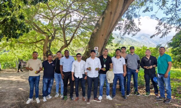 Sur del Cauca impulsa exportación de limón Tahití