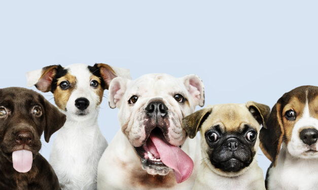 Alcaldía de Popayán activa protocolos tras caso de maltrato animal difundido en redes