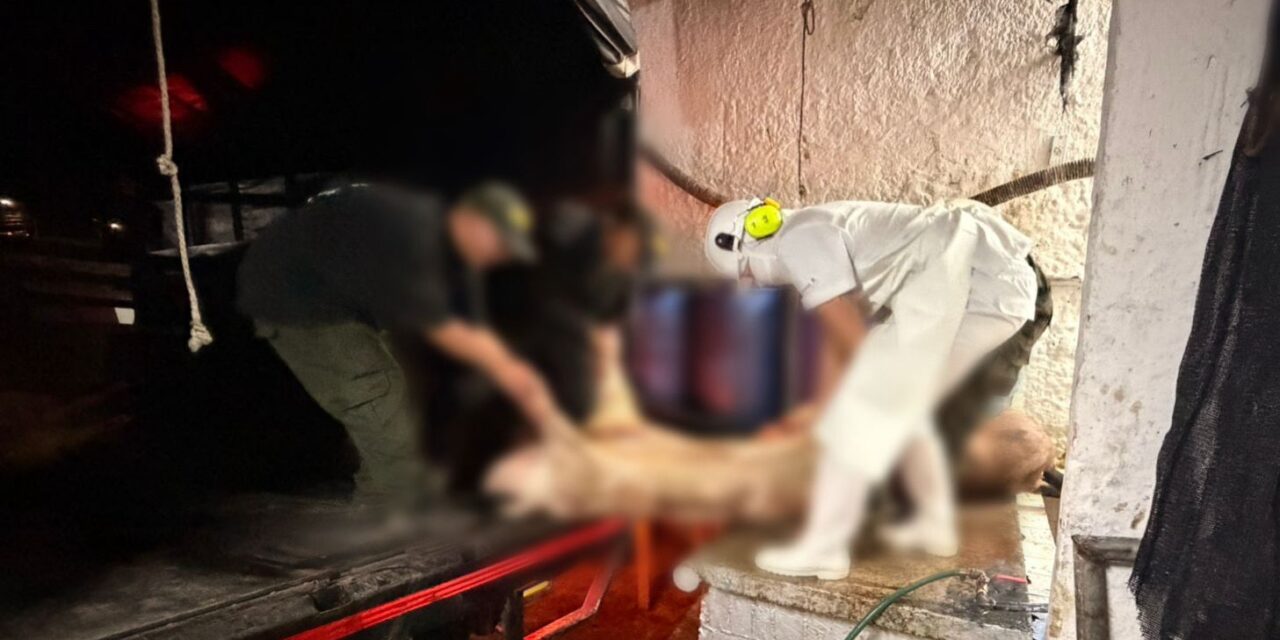 Desmantelan matadero clandestino en Popayán