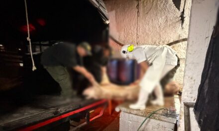 Desmantelan matadero clandestino en Popayán