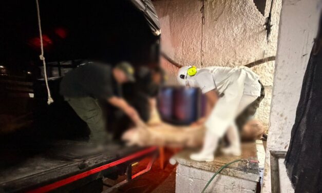 Desmantelan matadero clandestino en Popayán