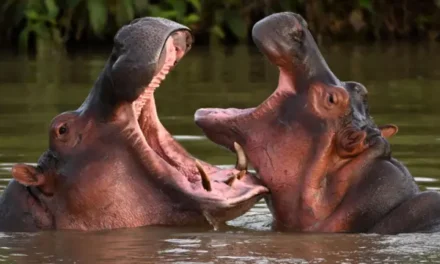 Hipopótamos en Colombia: Gobierno autoriza eutanasia de 80 ejemplares