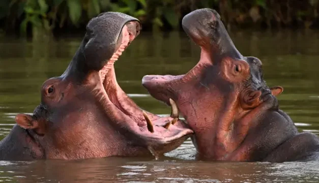 Hipopótamos en Colombia: Gobierno autoriza eutanasia de 80 ejemplares