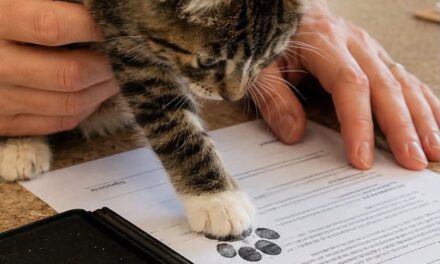 Gatos en Japón firman documentos de adopción con huella de pata