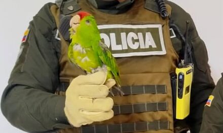 Rescate Fauna Silvestre en Popayán: Loro Cabecirrojo, Zarigüeyas y Serpiente Salvados