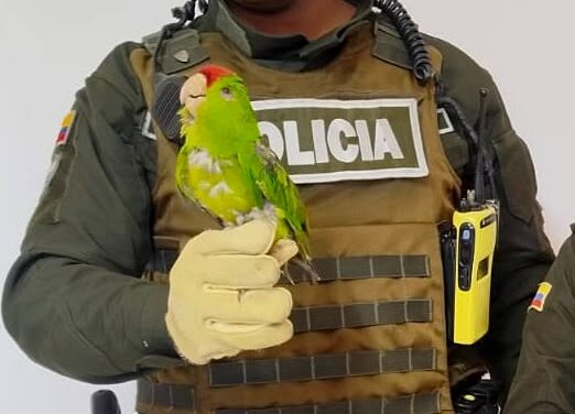 Rescate Fauna Silvestre en Popayán: Loro Cabecirrojo, Zarigüeyas y Serpiente Salvados