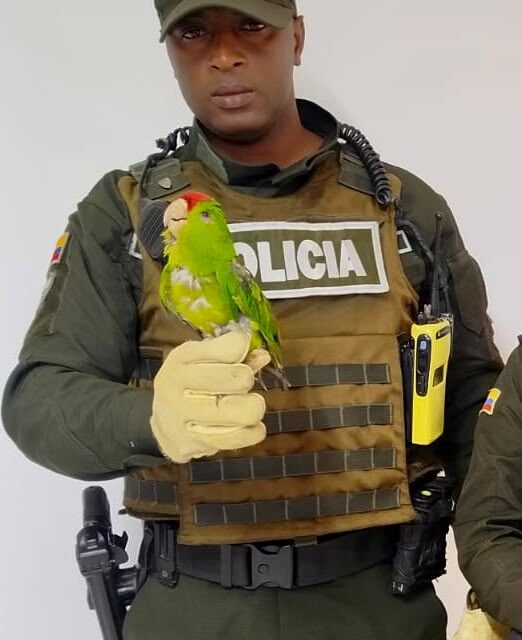 Rescate Fauna Silvestre en Popayán: Loro Cabecirrojo, Zarigüeyas y Serpiente Salvados