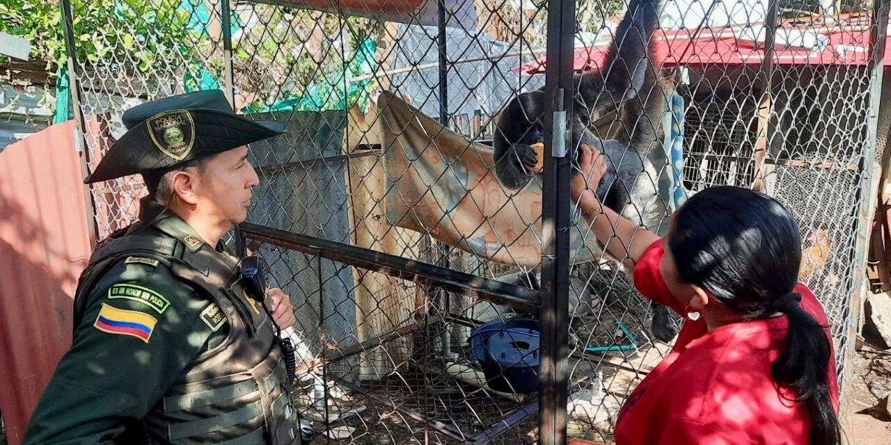 Mono Capuchino Recuperado en Popayán: Policía y CRC logran entrega voluntaria