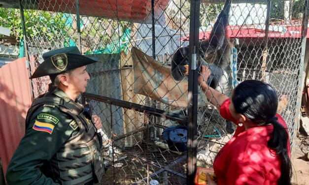 Mono Capuchino Recuperado en Popayán: Policía y CRC logran entrega voluntaria