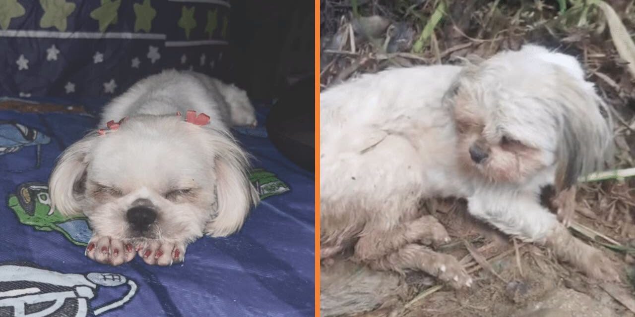 Caso Luna: perrita de San Roque murió tras abuso