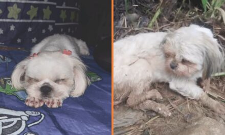 Caso Luna: perrita de San Roque murió tras abuso