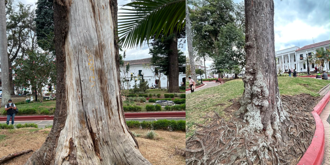 Árboles del Parque Caldas intervenidos por riesgo tras el sismo en Popayán