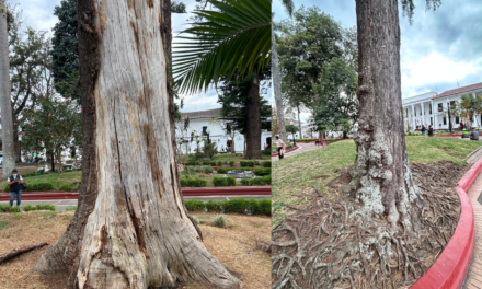 Árboles del Parque Caldas intervenidos por riesgo tras el sismo en Popayán