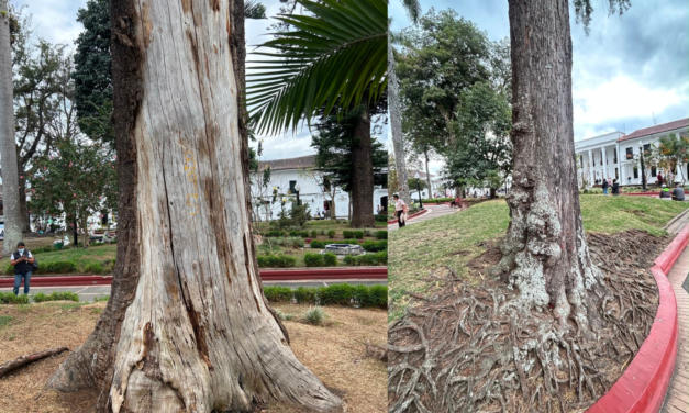 Árboles del Parque Caldas intervenidos por riesgo tras el sismo en Popayán