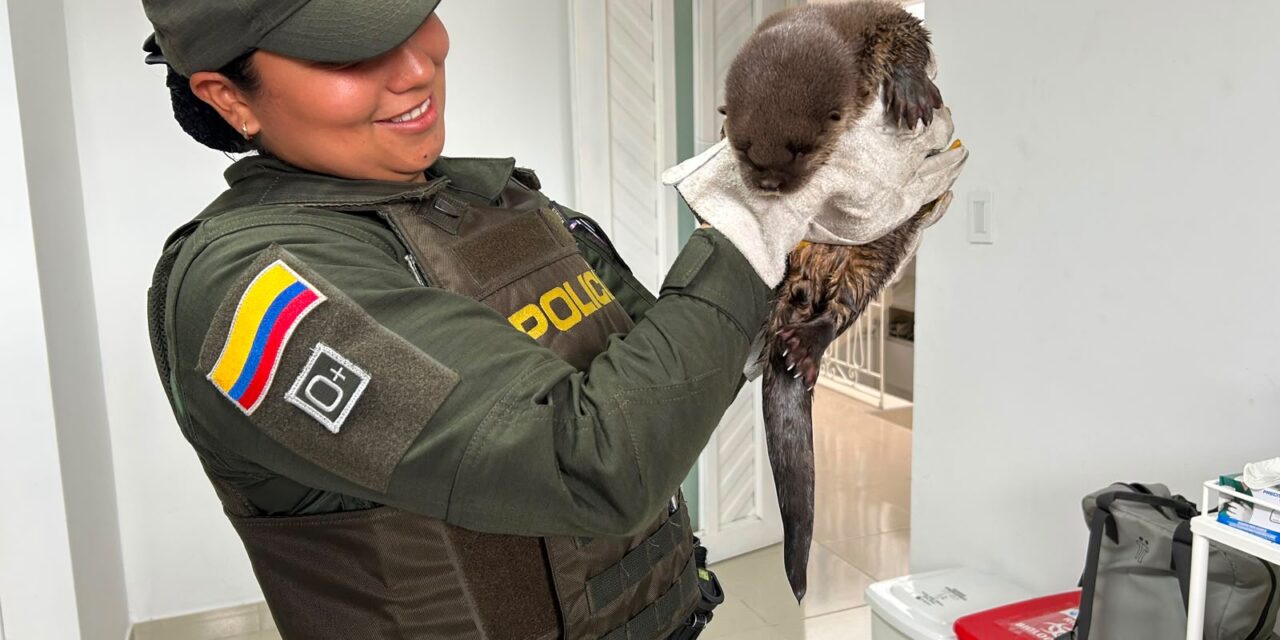 Nutria rescatada en Timbío: Policía Ambiental salva ejemplar