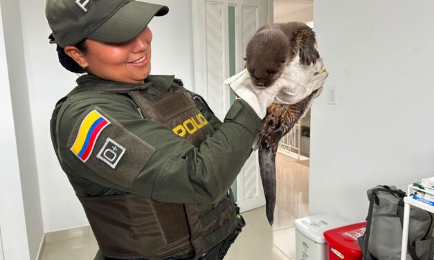 Nutria rescatada en Timbío: Policía Ambiental salva ejemplar