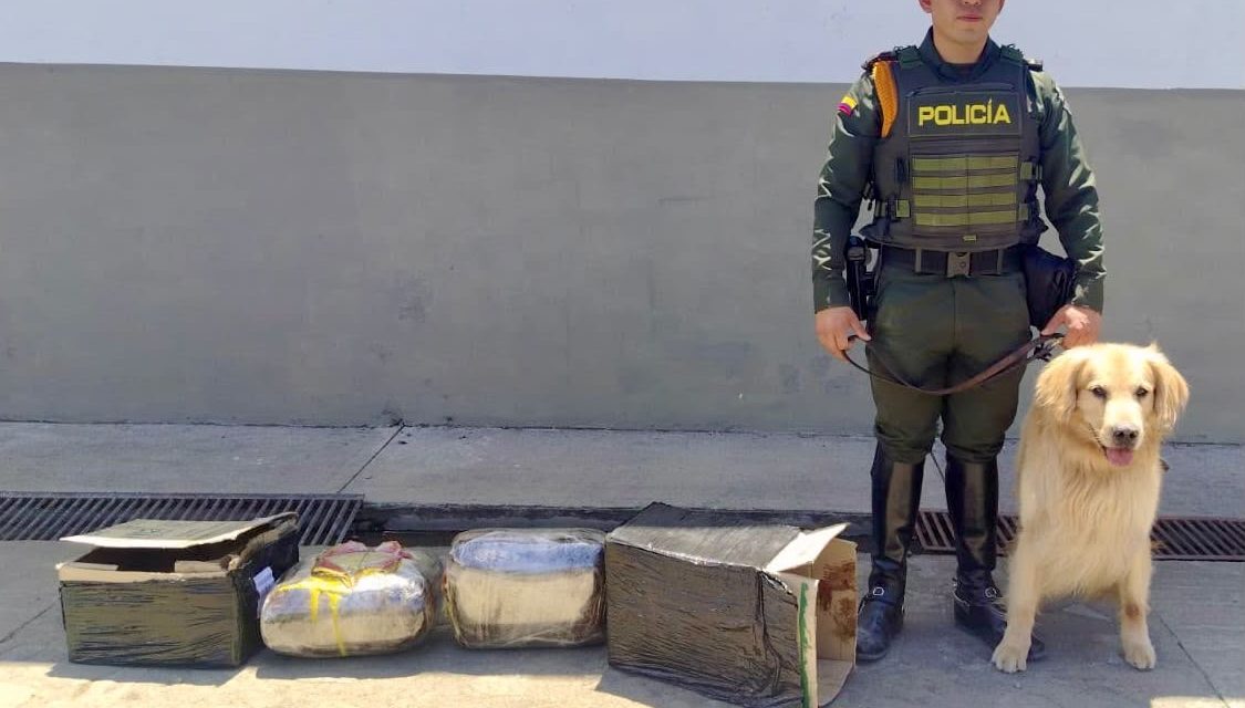 Marihuana hallada en encomienda en Popayán