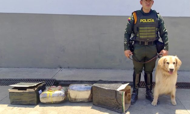 Marihuana hallada en encomienda en Popayán